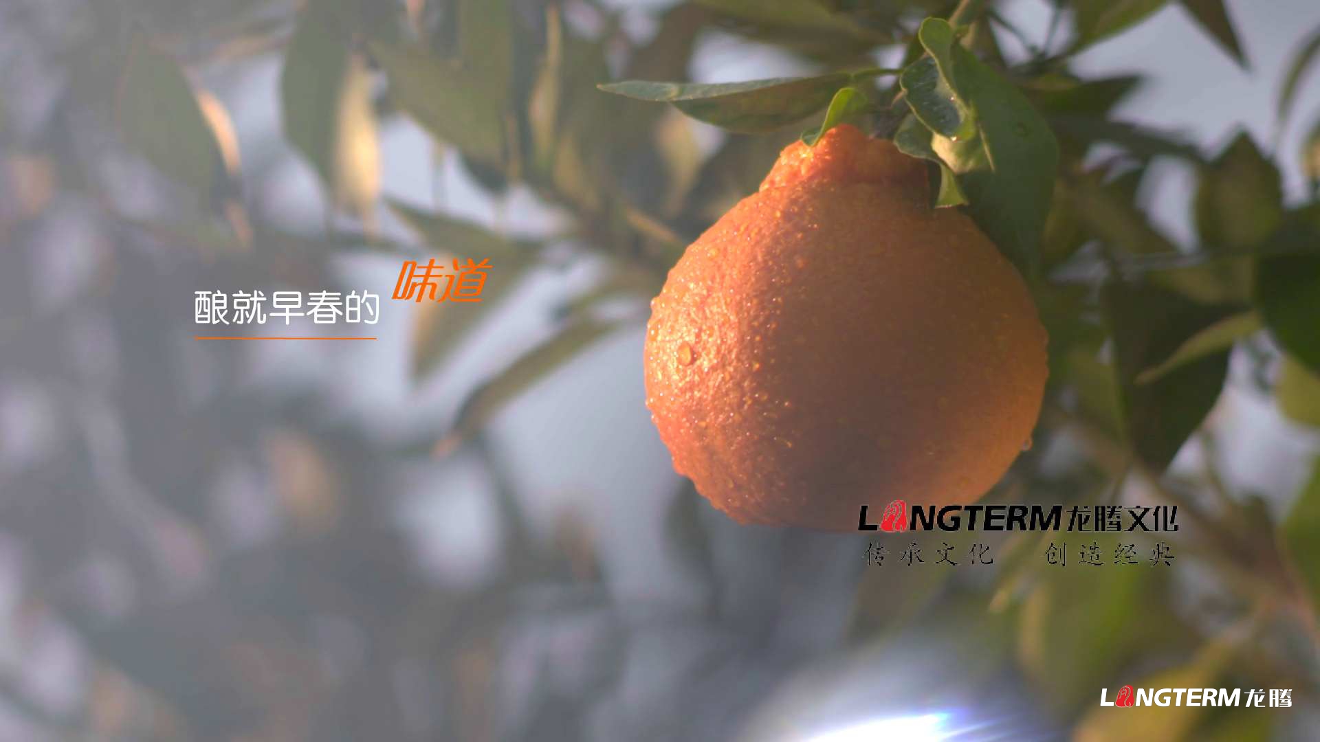 丹棱不知火2020版廣告 丹棱不知火2020版廣告