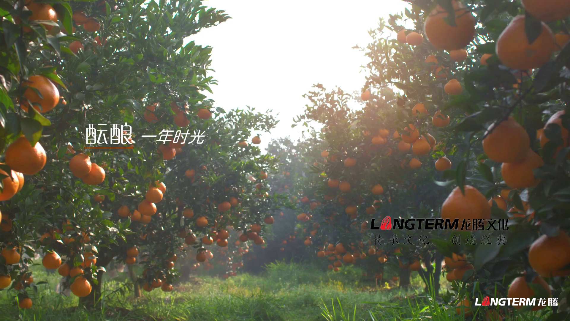 丹棱不知火2020版廣告 丹棱不知火2020版廣告